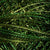 O526 Green Pastures - Variegated #12 Perle Cotton